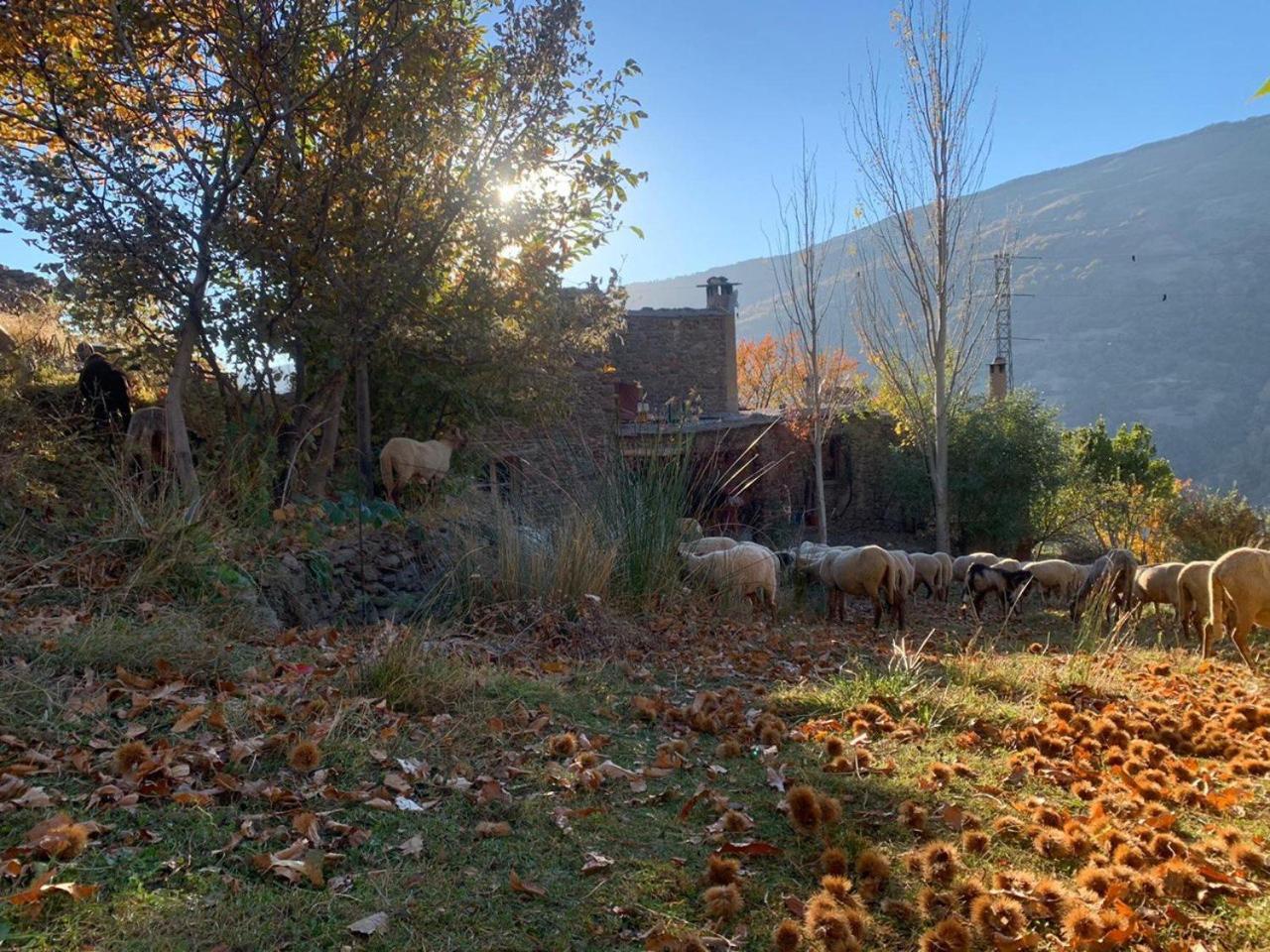 Cortijo Rural El Albercon - Capileira - Alpujarra Rural Villa Bagian luar foto