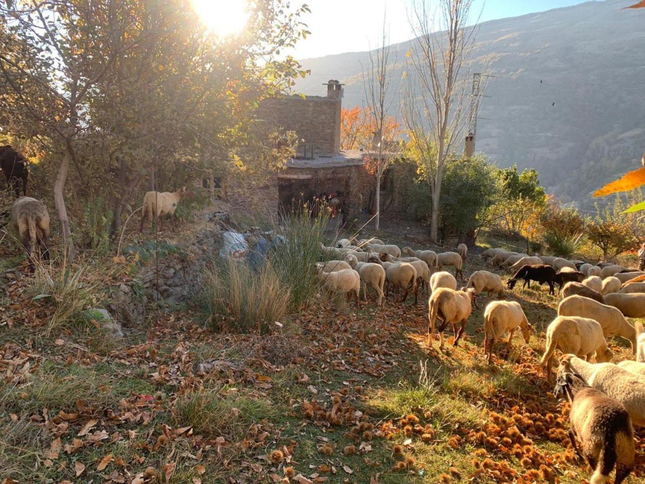 Cortijo Rural El Albercon - Capileira - Alpujarra Rural Villa Bagian luar foto