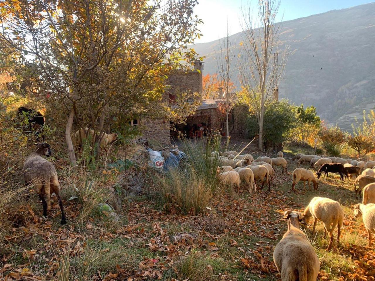 Cortijo Rural El Albercon - Capileira - Alpujarra Rural Villa Bagian luar foto